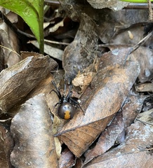 Latrodectus hasselti