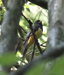 Trogon caligatus