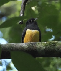 Trogon caligatus