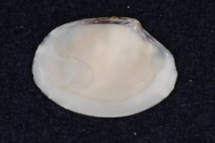 Veneridae