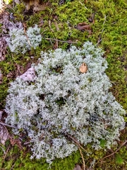 Cladonia stellaris