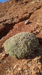 Psathyrotes pilifera