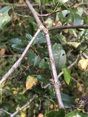 Crataegus crus-galli