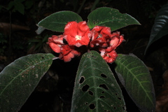 Corytoplectus speciosus