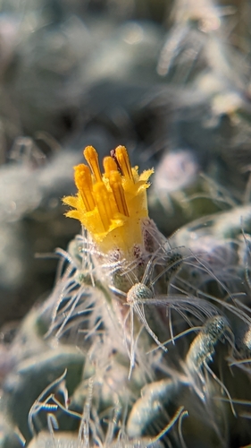 Image of Psathyrotes pilifera by (c) Darrin Gobble, some rights reserved (CC BY)
