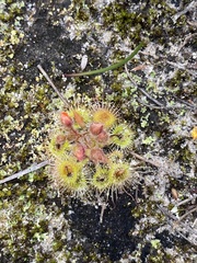Drosera glanduligera