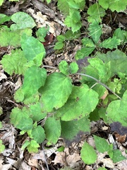 Hormaphis hamamelidis