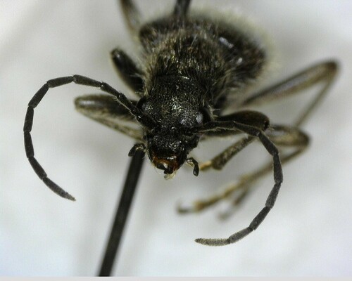 iNaturalist observation photo of Brachysomida californica