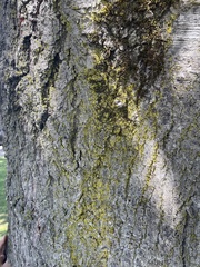 Candelariaceae