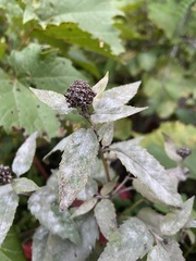 Monarda fistulosa
