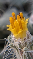 Psathyrotes pilifera
