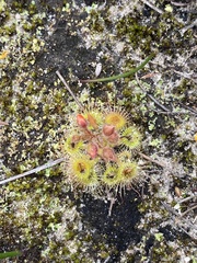 Drosera glanduligera