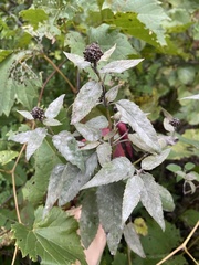 Monarda fistulosa