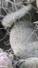 Psathyrotes pilifera