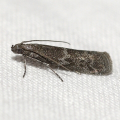 Eurythmia