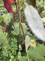 Monarda fistulosa