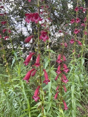 Penstemon roseus