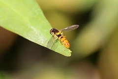 Sphaerophoria pyrrhina