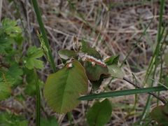 Blaesodiplosis