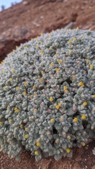 Psathyrotes pilifera