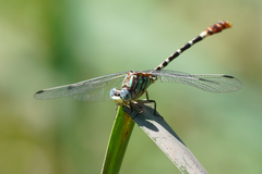 Erpetogomphus lampropeltis