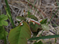 Blaesodiplosis