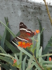 Anartia fatima colima