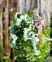 Cladonia chlorophaea
