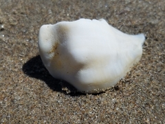 Buccinoidea