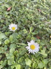 Bellis perennis