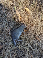 Rattus rattus