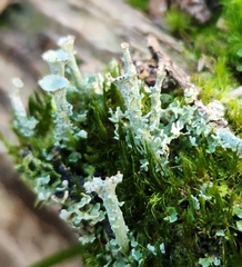 Cladonia chlorophaea