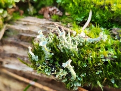 Cladonia chlorophaea