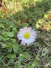 Bellis perennis