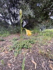 Echeandia flavescens