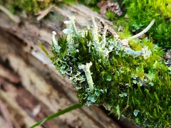 Cladonia chlorophaea
