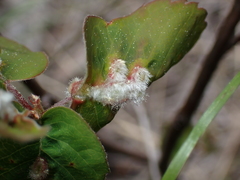 Blaesodiplosis