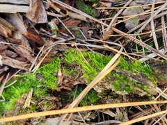 Cladonia chlorophaea