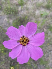 Cosmos bipinnatus
