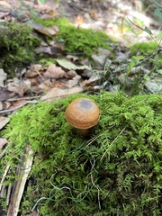 Lactarius deterrimus