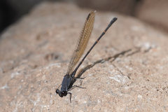 Argia lugens