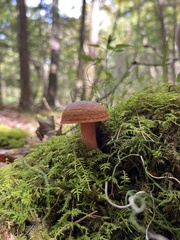 Lactarius deterrimus