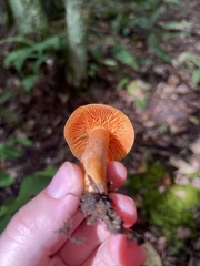 Lactarius deterrimus
