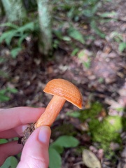 Lactarius deterrimus
