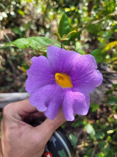 Amphilophium frutescens