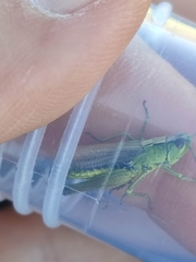 Pseudochorthippus montanus