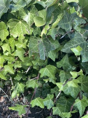 Hedera