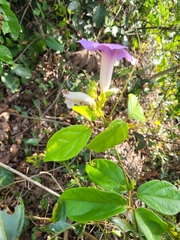 Amphilophium frutescens