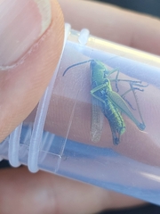 Pseudochorthippus montanus