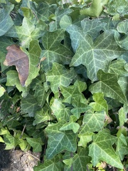 Hedera